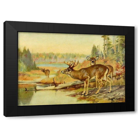 Deer in Adirondacks Black Modern Wood Framed Art Print with Double Matting by Rungius, Carl