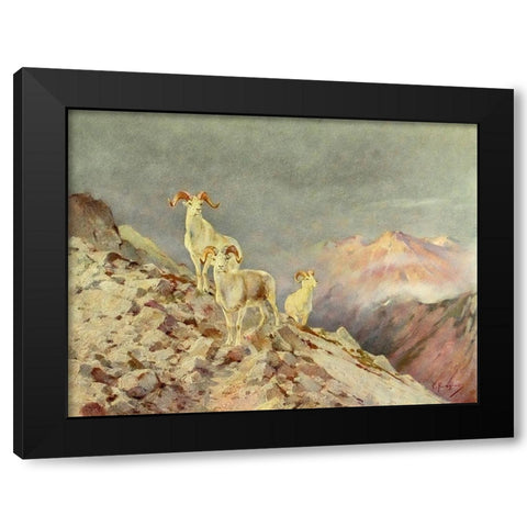 Rams Black Modern Wood Framed Art Print with Double Matting by Rungius, Carl