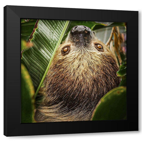 Two-toed Sloth Black Modern Wood Framed Art Print by Bysshe, Stan