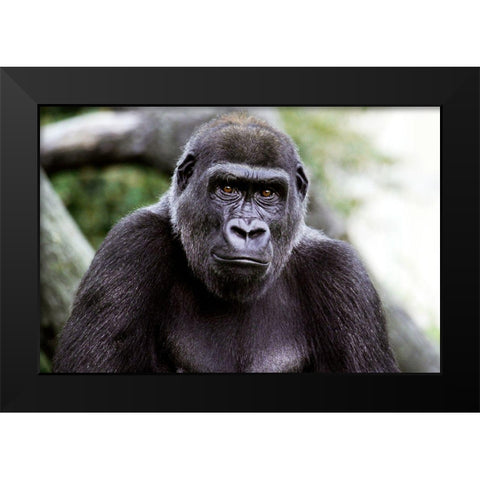Lowland Gorilla Black Modern Wood Framed Art Print by Cohen, Jessie