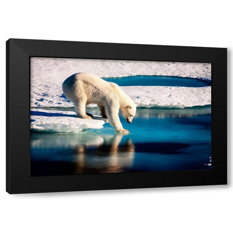 Polar Bear Black Modern Wood Framed Art Print with Double Matting by NASA