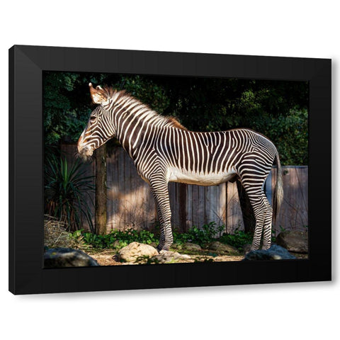 Zebra Black Modern Wood Framed Art Print by Murphy, Mehgan