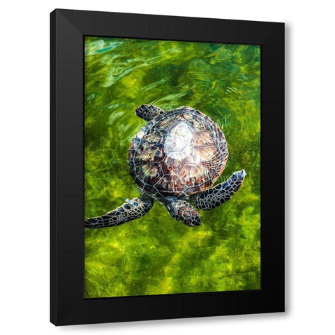 Green Sea Turtle Black Modern Wood Framed Art Print with Double Matting by NASA