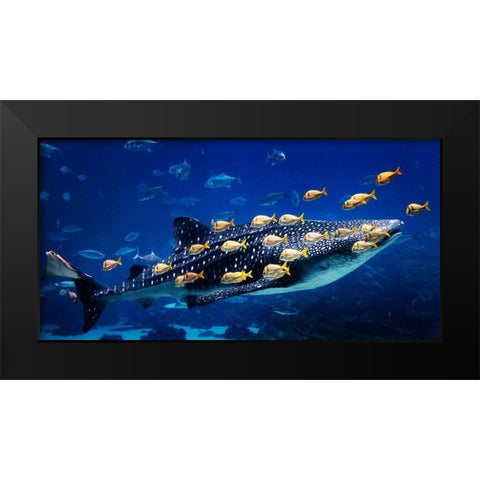 Whale Shark Black Modern Wood Framed Art Print by Highsmith, Carol
