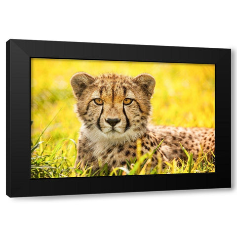 Cheetah Black Modern Wood Framed Art Print with Double Matting by Animal Photography