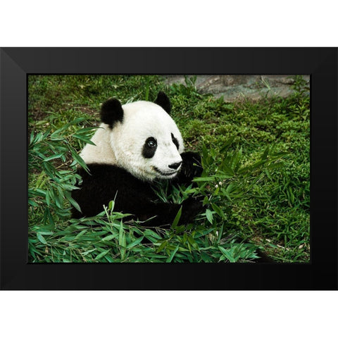 Giant Panda Black Modern Wood Framed Art Print by Murphy, Mehgan