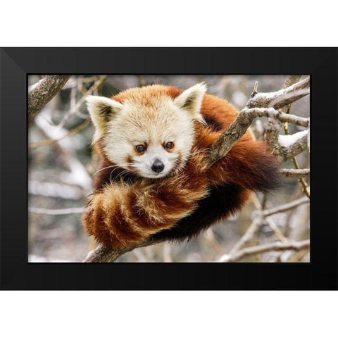 Red Panda Black Modern Wood Framed Art Print by Murphy, Mehgan