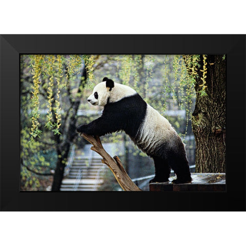 Giant Panda II Black Modern Wood Framed Art Print by Cohen, Jessie