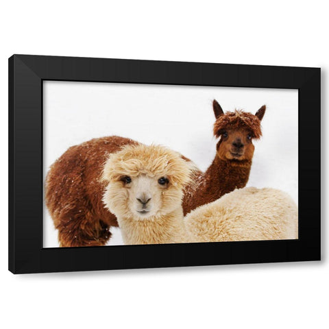 Alpacas Black Modern Wood Framed Art Print with Double Matting by Murphy, Mehgan