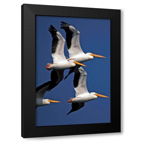 Flock of White Pelicans Black Modern Wood Framed Art Print by NASA