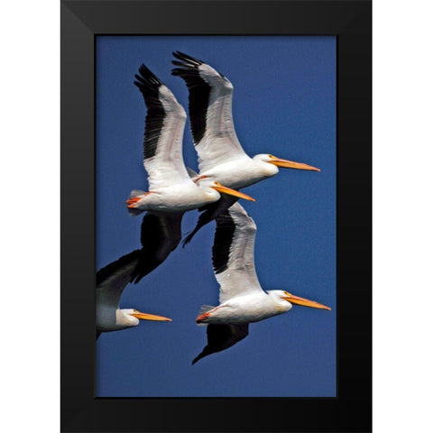 Flock of White Pelicans Black Modern Wood Framed Art Print by NASA