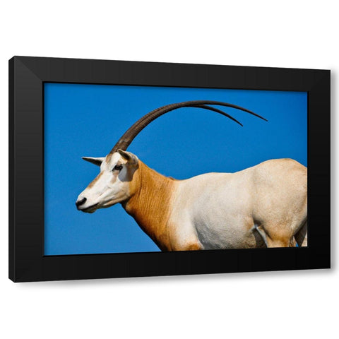 Scimitar-horned Oryx Black Modern Wood Framed Art Print with Double Matting by Reed, Dolores