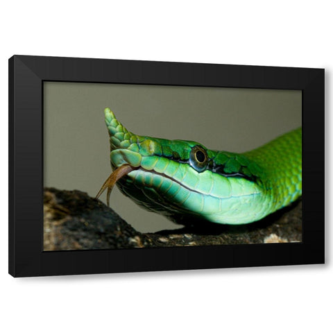 Rhinocoros Snake Black Modern Wood Framed Art Print with Double Matting by Smithonian Institution