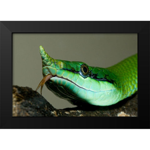Rhinocoros Snake Black Modern Wood Framed Art Print by Smithonian Institution