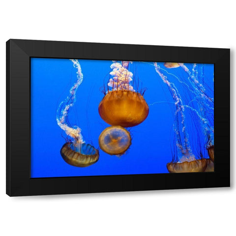 Jellyfish II Black Modern Wood Framed Art Print by Highsmith, Carol