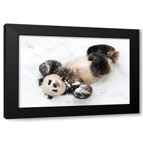 Giant Panda III Black Modern Wood Framed Art Print by Murphy, Mehgan
