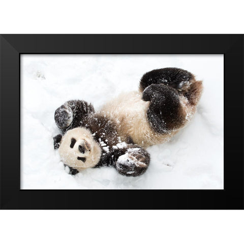 Giant Panda III Black Modern Wood Framed Art Print by Murphy, Mehgan
