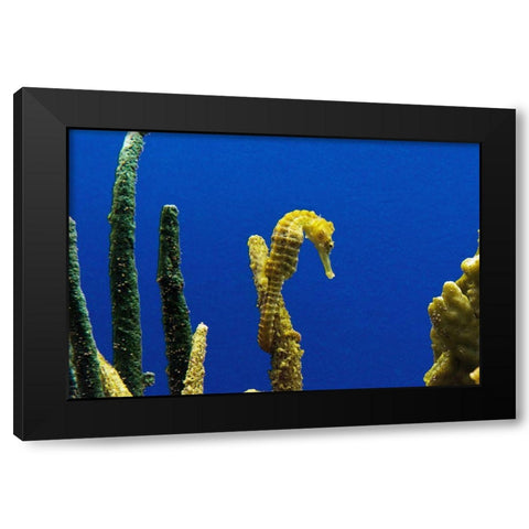 Seahorse Black Modern Wood Framed Art Print by Highsmith, Carol