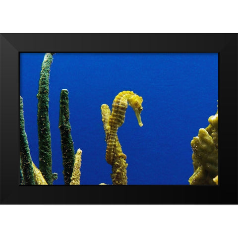 Seahorse Black Modern Wood Framed Art Print by Highsmith, Carol