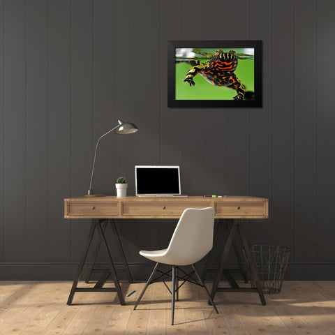 Oriental Fire-bellied Toad Black Modern Wood Framed Art Print by Smithsonian Institution