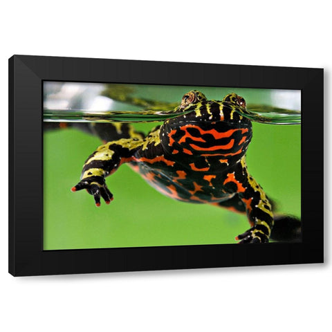 Oriental Fire-bellied Toad Black Modern Wood Framed Art Print with Double Matting by Smithsonian Institution