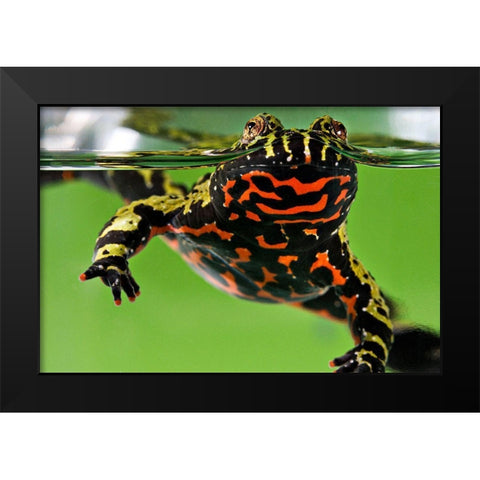 Oriental Fire-bellied Toad Black Modern Wood Framed Art Print by Smithsonian Institution