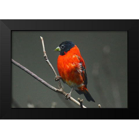 Red Siskin Black Modern Wood Framed Art Print by Animal Photography