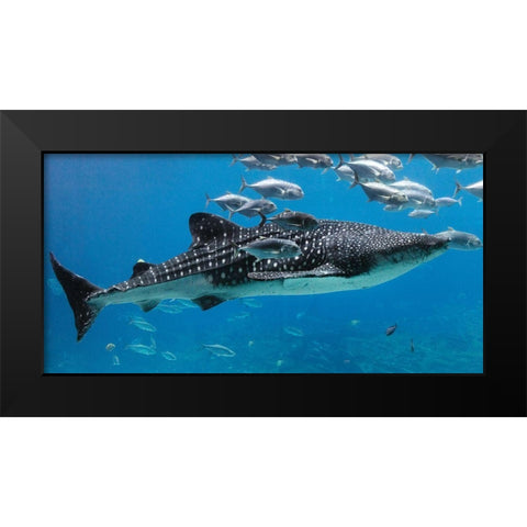 Whale Shark II Black Modern Wood Framed Art Print by Highsmith, Carol