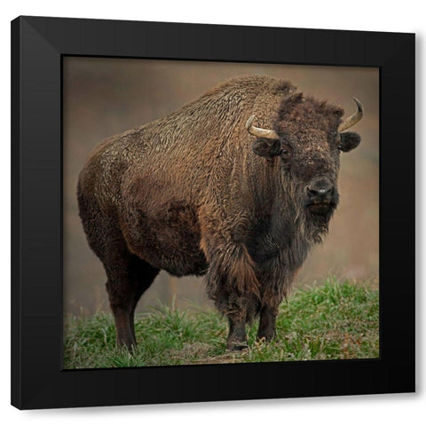 American Bison Black Modern Wood Framed Art Print by Alderman, Joe
