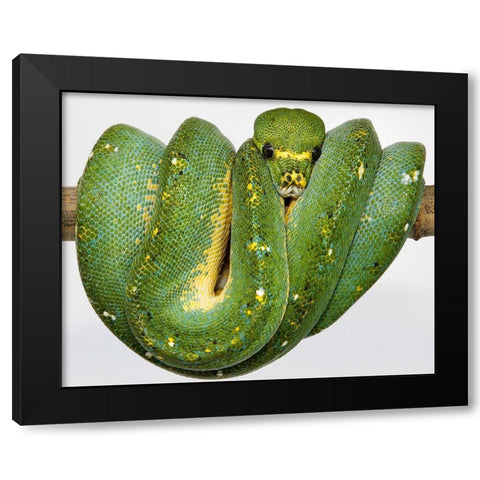 Green Tree Python Black Modern Wood Framed Art Print by Smithsonian Institution