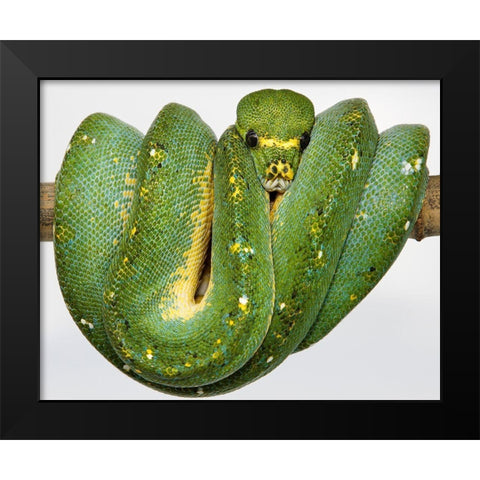 Green Tree Python Black Modern Wood Framed Art Print by Smithsonian Institution