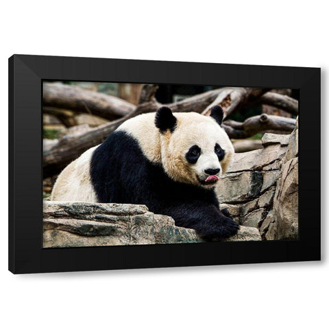 Giant Panda IV Black Modern Wood Framed Art Print by Murphy, Mehgan
