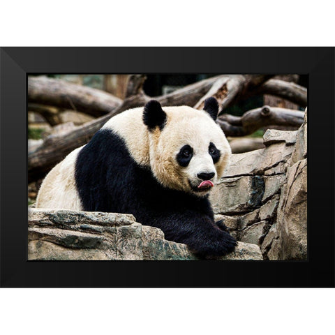 Giant Panda IV Black Modern Wood Framed Art Print by Murphy, Mehgan