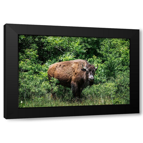 American Bison Black Modern Wood Framed Art Print with Double Matting by Highsmith, Carol