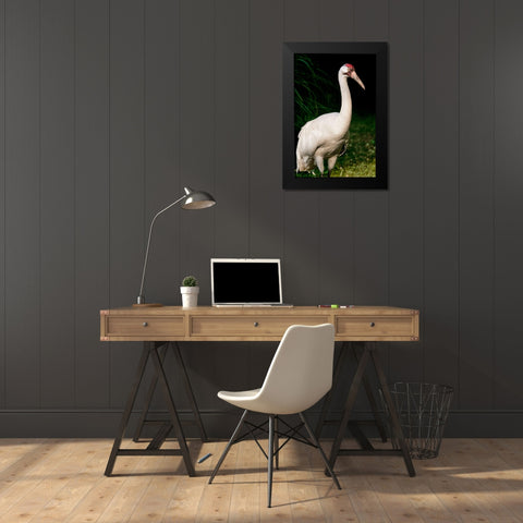 Whooping Crane Black Modern Wood Framed Art Print by Smithsonian Institution
