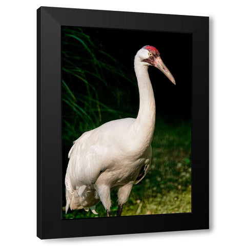Whooping Crane Black Modern Wood Framed Art Print with Double Matting by Smithsonian Institution