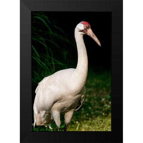 Whooping Crane Black Modern Wood Framed Art Print by Smithsonian Institution