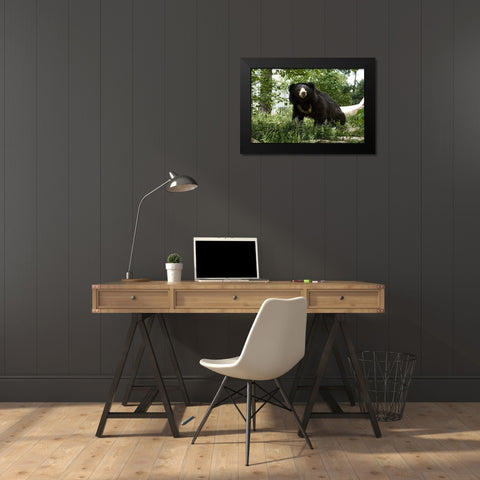 Sloth Bear Black Modern Wood Framed Art Print by Murphy, Mehgan