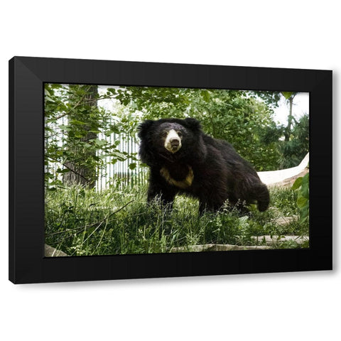 Sloth Bear Black Modern Wood Framed Art Print with Double Matting by Murphy, Mehgan