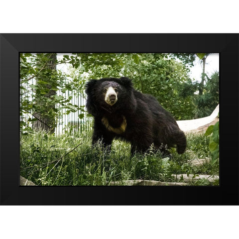 Sloth Bear Black Modern Wood Framed Art Print by Murphy, Mehgan