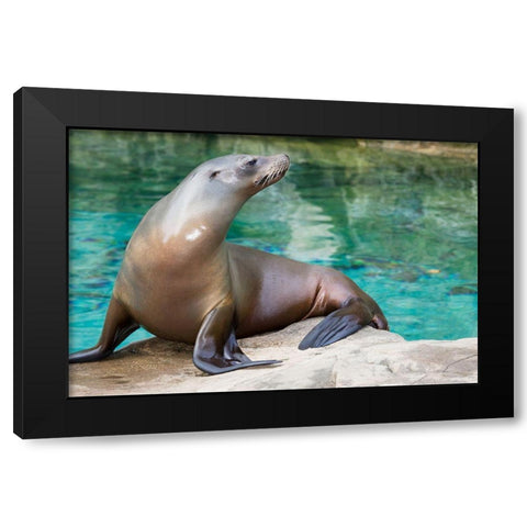California Sea Lion  Black Modern Wood Framed Art Print by Murphy, Mehgan