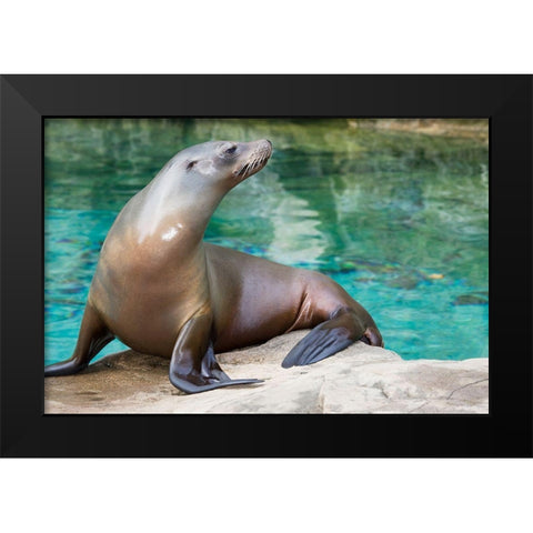 California Sea Lion  Black Modern Wood Framed Art Print by Murphy, Mehgan