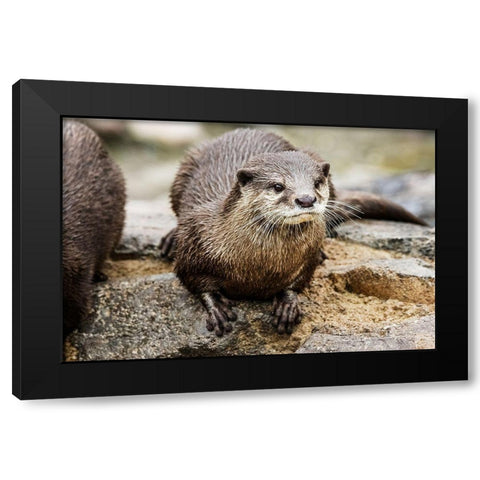 Asian Small-clawed Otter Black Modern Wood Framed Art Print with Double Matting by Murphy, Mehgan