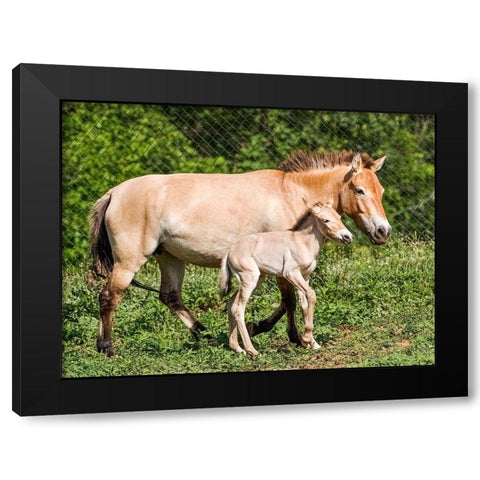 Horse Black Modern Wood Framed Art Print with Double Matting by Cohen, Jessie