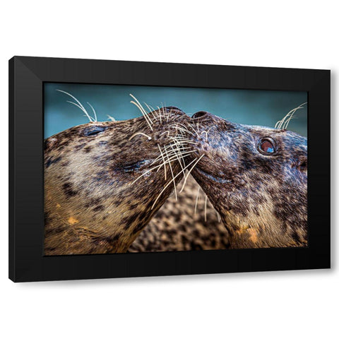 Harbor Seals Black Modern Wood Framed Art Print by Animal Photography