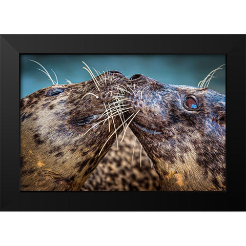Harbor Seals Black Modern Wood Framed Art Print by Animal Photography