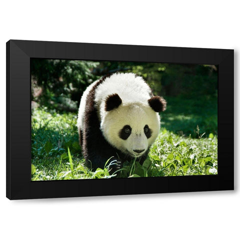 Giant Panda VI Black Modern Wood Framed Art Print by Batdorf, Ann