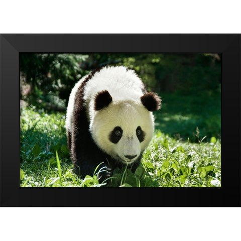 Giant Panda VI Black Modern Wood Framed Art Print by Batdorf, Ann