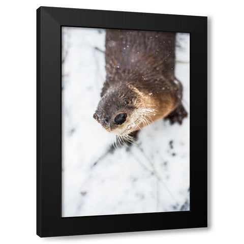 North American River Otter Black Modern Wood Framed Art Print by Wood, Abby