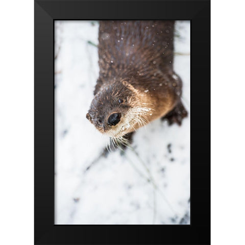 North American River Otter Black Modern Wood Framed Art Print by Wood, Abby